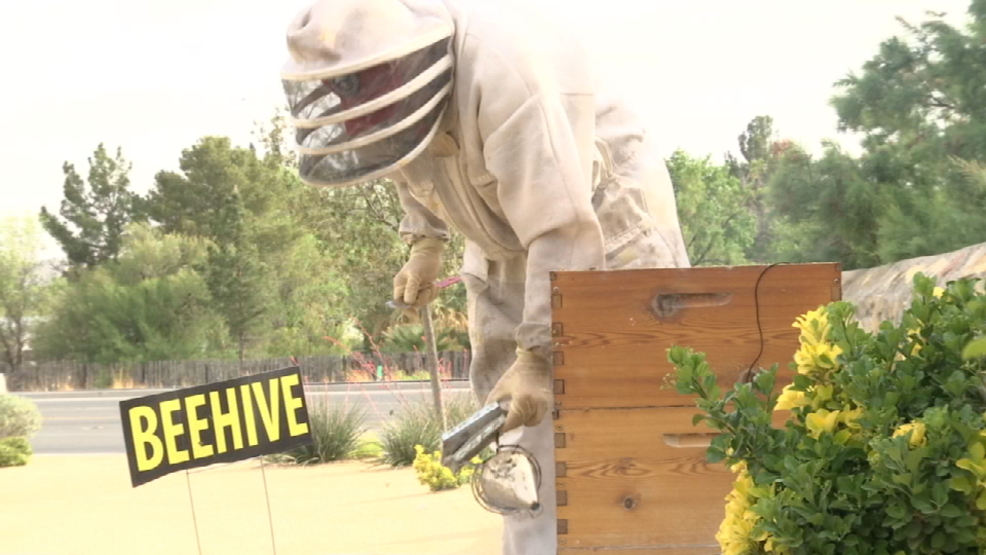 Beekeepers in El Paso taking more infestation calls KFOX