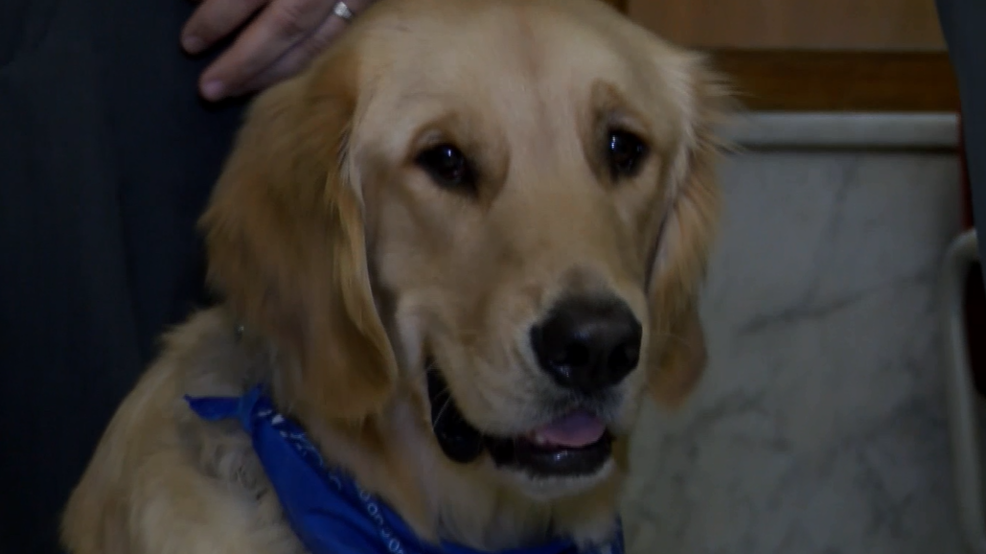 Meet Ezra The Golden Retriever Comfort Dog Brought Into The Lucas