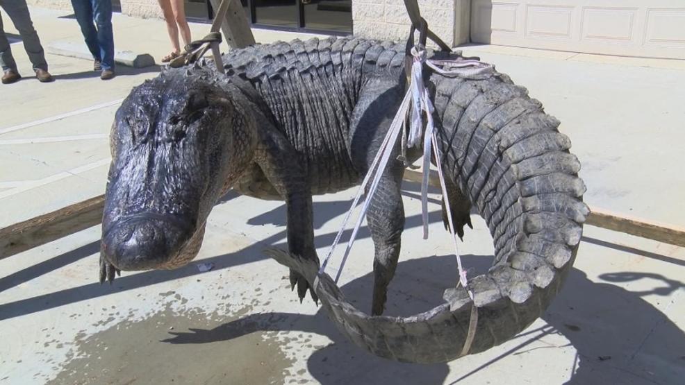 Massive 700 Pound Gator Nabbed In Mississippi Wcyb 
