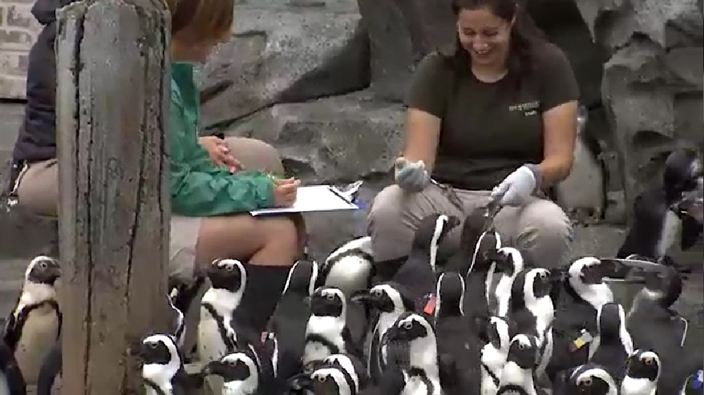 Penguin Manager Bmore Still 2.jpg
