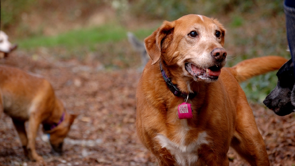 A Field Guide to Seattle's Dog Parks Seattle Refined