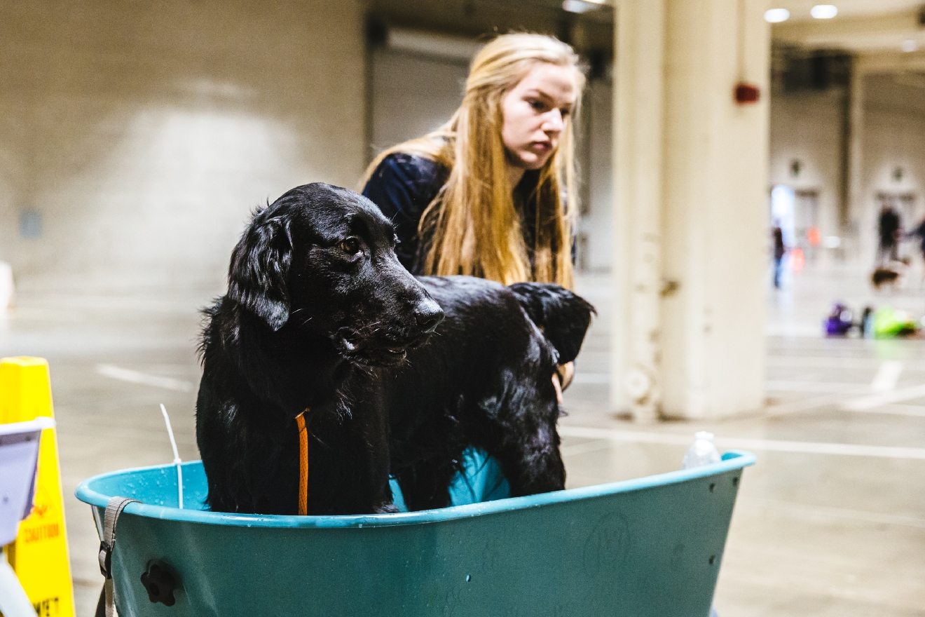 Photos Touring the Grooming Room of the Seattle Dog Show Seattle Refined