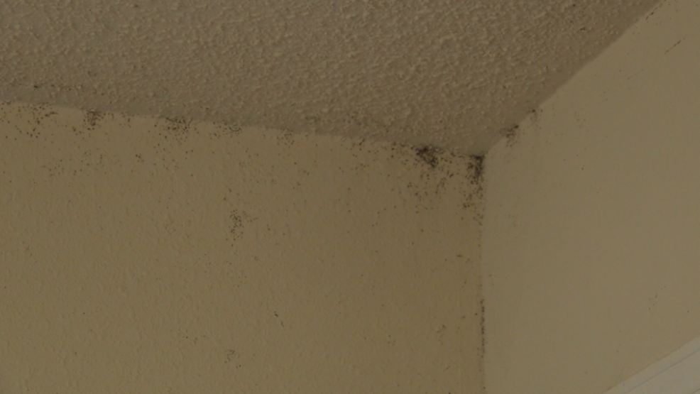 A Neighbor S Bedbugs Have Left A Toledo Man Without Furniture And
