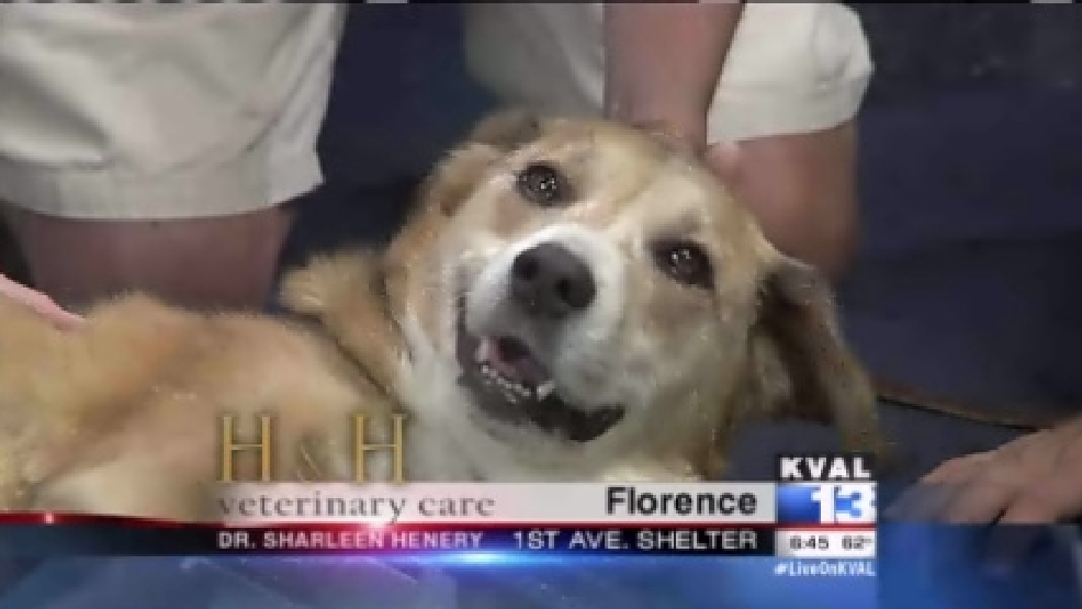 pet_florence.jpg