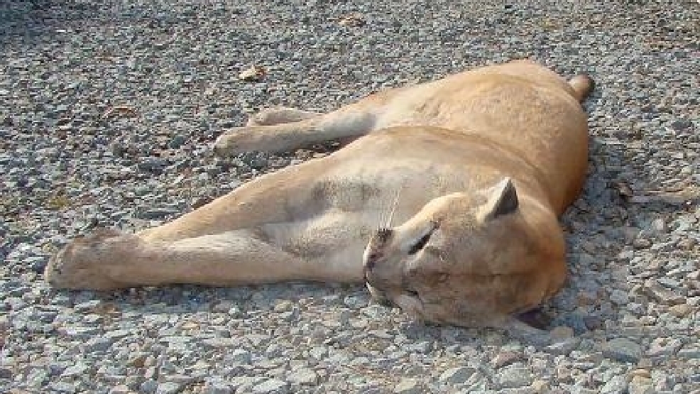 AGFC Mountain lion killed in southern Arkansas came from north