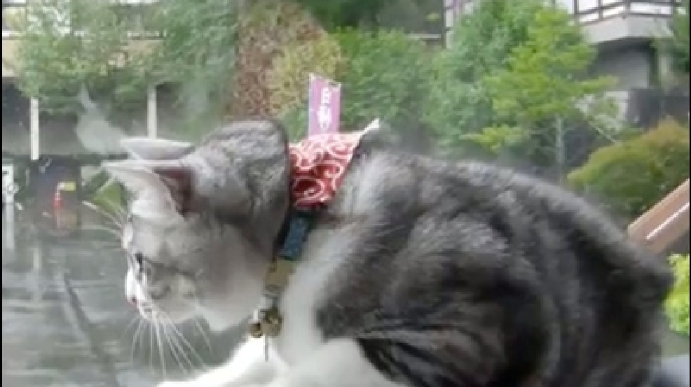 130910_cat_wiper.jpg