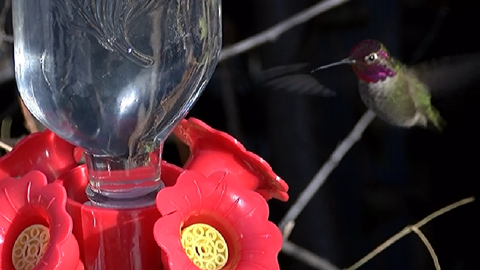 Freezing temperatures preventing hummingbirds from feeding KTVL