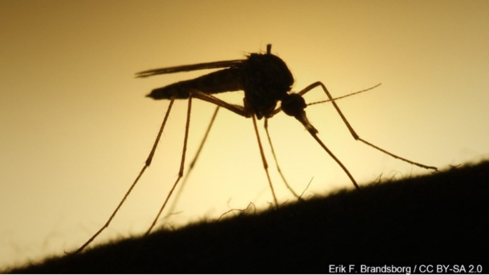 Why mosquito, black fly season may be worse this year WJAR