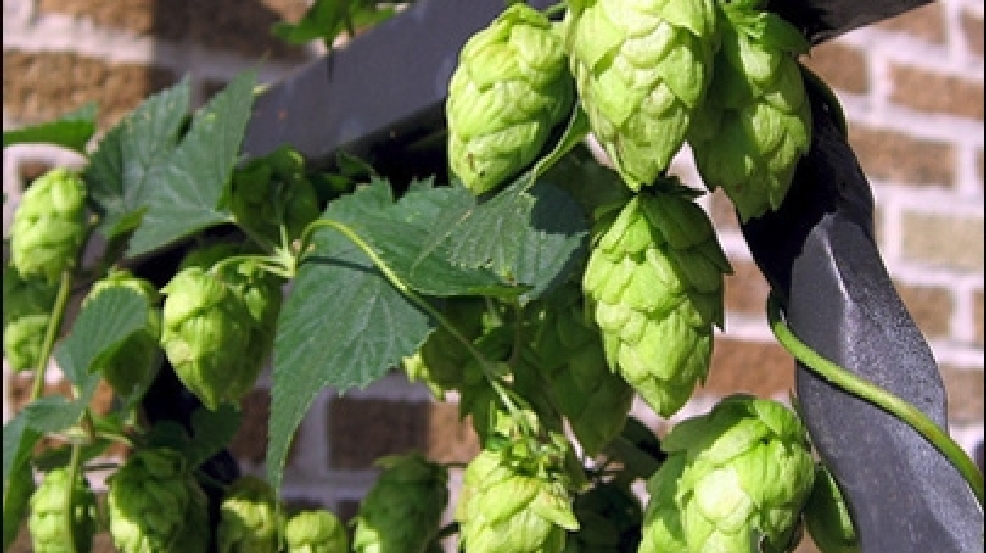 120918_beer_hops.jpg