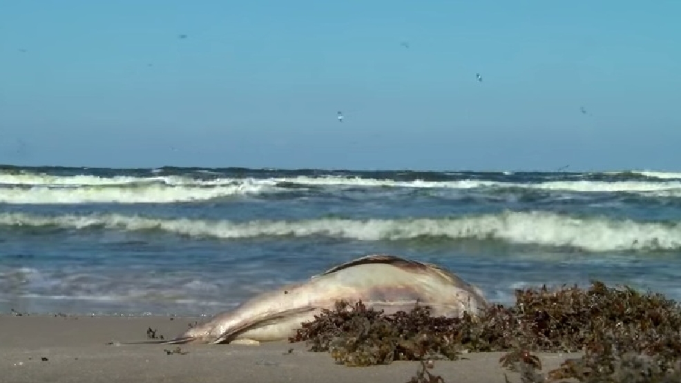 Sandcastle Days to go on despite red tide on South Padre Island KGBT