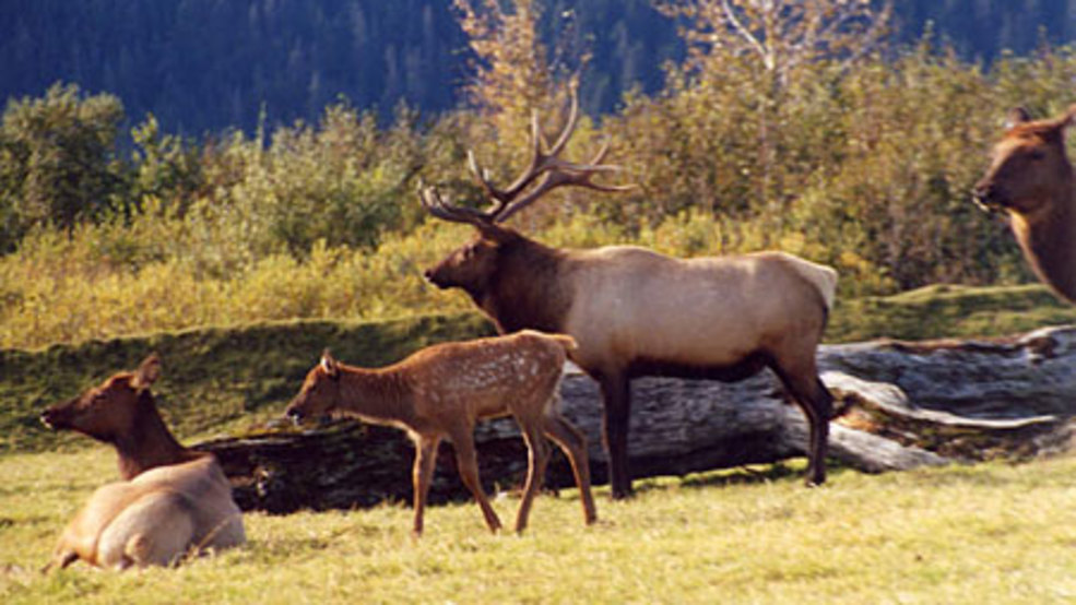cdfw-seeks-public-s-help-after-4-female-roosevelt-elk-1-who-was