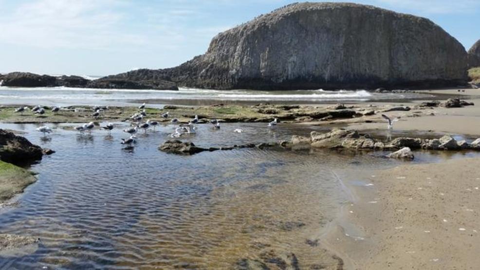 Health Advisory Issued For Water Contact At Seal Rock State Park Seal Rock State Park Beach Photo From Oregon Parks Website