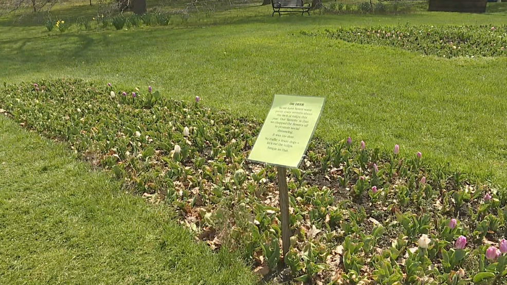  Oh Deer Animals To Blame For Torn up Tulips At Highland Park WHAM