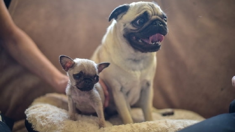 Resultado de imagen para pug and owner