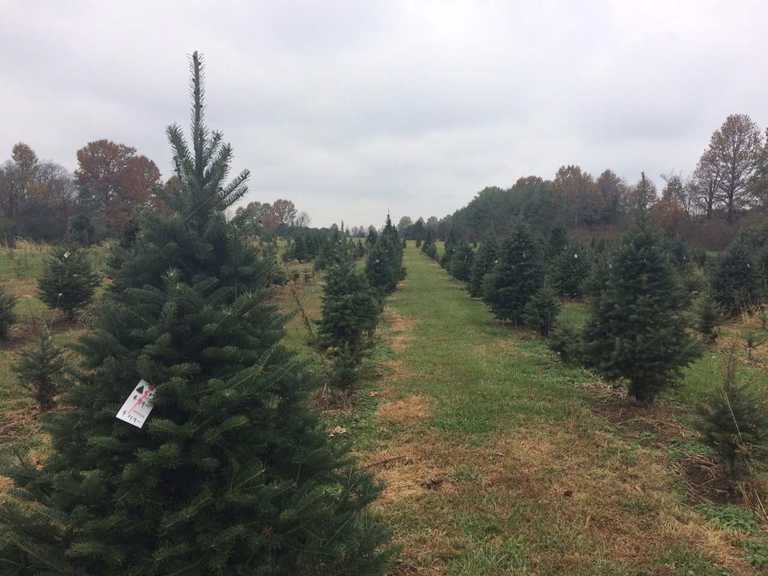 the national christmas tree association expects that less than 25 million christmas trees - National Christmas Tree Association the national christmas tree association expects that less than 25 million christmas trees - National Christmas Tree Association