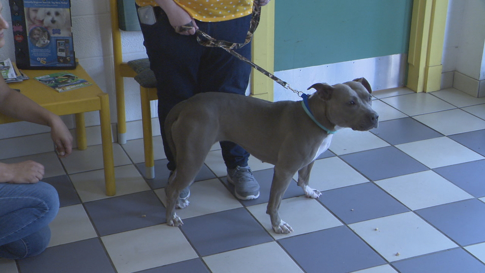 free pet adoption day