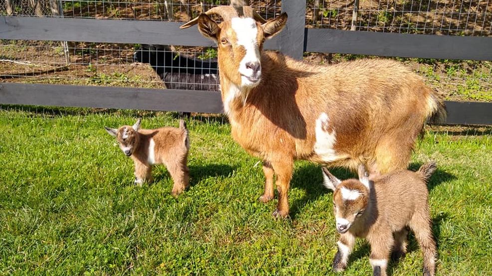 Need some stress relief? Lynchburg farm offering baby goat therapy WSET